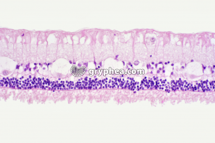 Rétine Mammifère x100 - gryphea.org